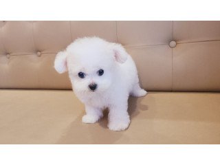 Bichon Frise Puppy for Sale