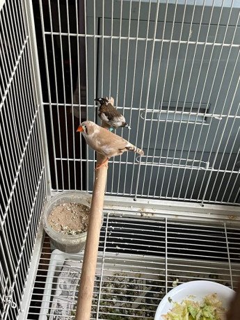 two-finches-with-large-bird-cage-big-0