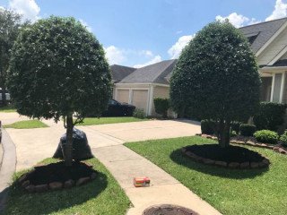 Tree/Lawn/Yard Service