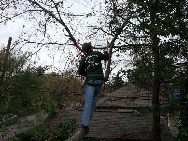 professional-tree-service-removal-trimming-insured-free-estimates-big-1