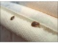 bed-bug-treatments-small-0