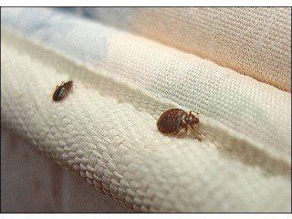 BED BUG TREATMENTS