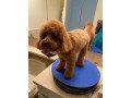 stress-free-in-home-dog-grooming-small-1