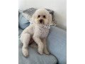 stress-free-in-home-dog-grooming-small-0