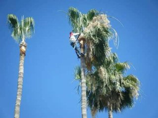 TREE SERVICE ANY TYPE AND SIZE