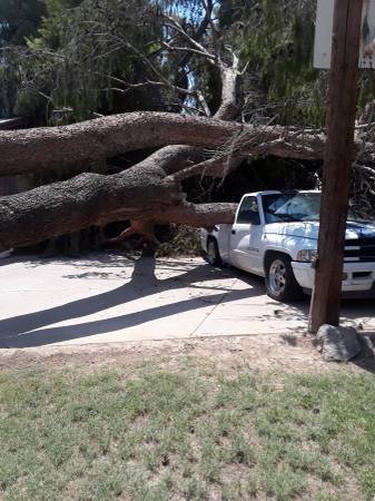 tree-service-any-type-and-size-big-1