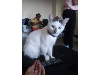 Adopt Winter a White (Mostly) American Shorthair / Mixed (medium coat) cat in