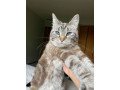 adopt-miss-blueberry-a-domestic-short-hair-siamese-small-0