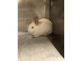 adopt-hopscotch-a-bunny-rabbit-small-0