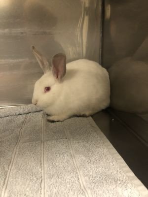 adopt-hopscotch-a-bunny-rabbit-big-0