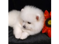 pomeranian-puppies-for-sale-small-1