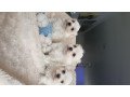 adorable-outstanding-maltese-puppies-small-0