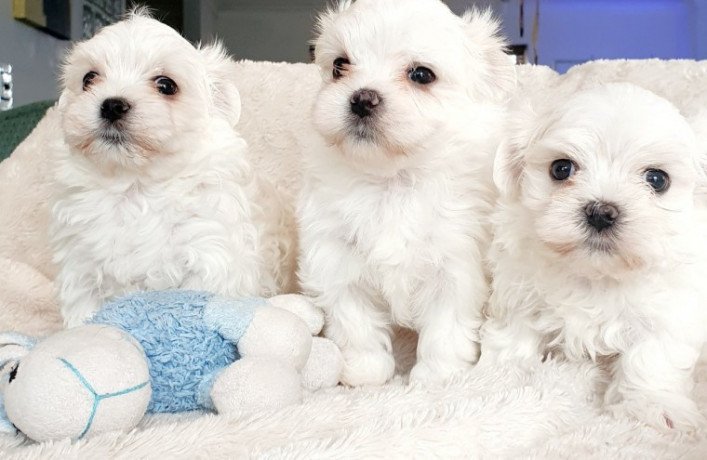 adorable-outstanding-maltese-puppies-big-1