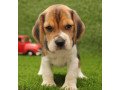 beautiful-beagle-puppies-for-good-home-small-1