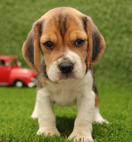 beautiful-beagle-puppies-for-good-home-big-1