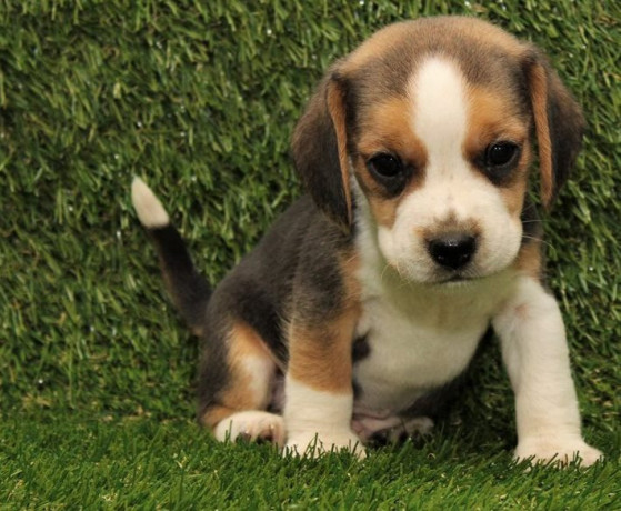 beautiful-beagle-puppies-for-good-home-big-0