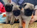 beautiful-pug-puppies-for-good-home-small-0
