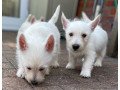west-highland-terriers-small-0