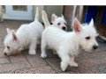 west-highland-terriers-small-1