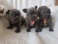 french-bulldog-puppies-small-0