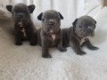 french-bulldog-puppies-small-1