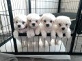 bichon-frise-puppies-small-0