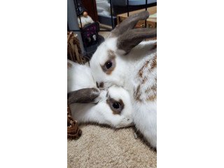 Adopt Hershey & Milton a Holland Lop