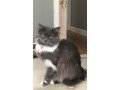 adopt-lily-a-gray-or-blue-turkish-angora-mixed-medium-coat-cat-in-chicago-small-0