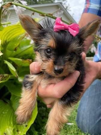 8-wk-old-male-yorkie-for-sale-big-0