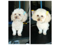 dog-grooming-nyc-certified-dog-groomer-small-1