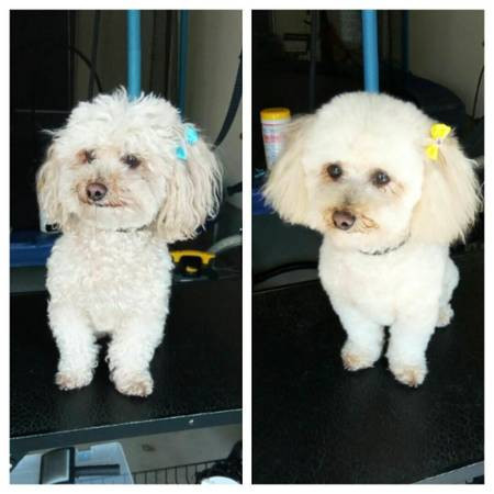 dog-grooming-nyc-certified-dog-groomer-big-1