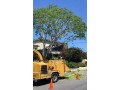 small-family-owned-tree-business-tree-removals-and-tree-trimming-small-0