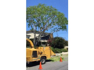 Small Family Owned Tree Business: Tree Removals, and Tree Trimming