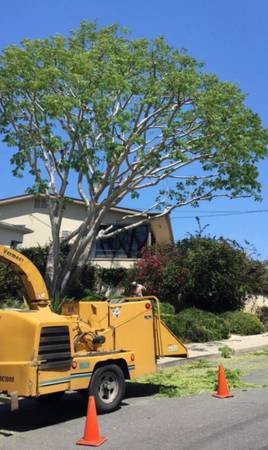small-family-owned-tree-business-tree-removals-and-tree-trimming-big-0