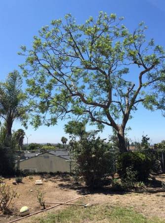 small-family-owned-tree-business-tree-removals-and-tree-trimming-big-1