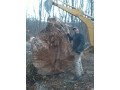 tree-removal-21-years-exp-small-2