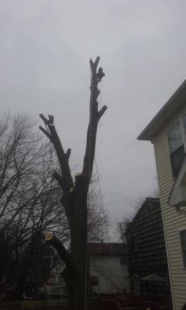 tree-removal-21-years-exp-big-1