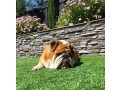 synthetic-turfgrass-designed-with-your-pet-in-mind-small-1