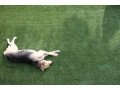 synthetic-turfgrass-designed-with-your-pet-in-mind-small-2