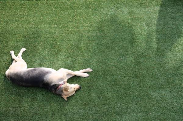synthetic-turfgrass-designed-with-your-pet-in-mind-big-2