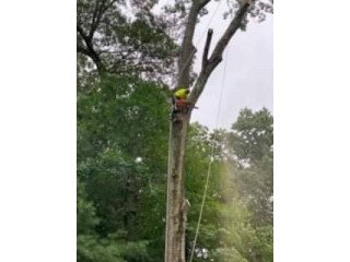 Tree service: Pruning, cutting, and removal.