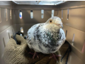 adopt-arnold-palmer-a-pigeon-small-0