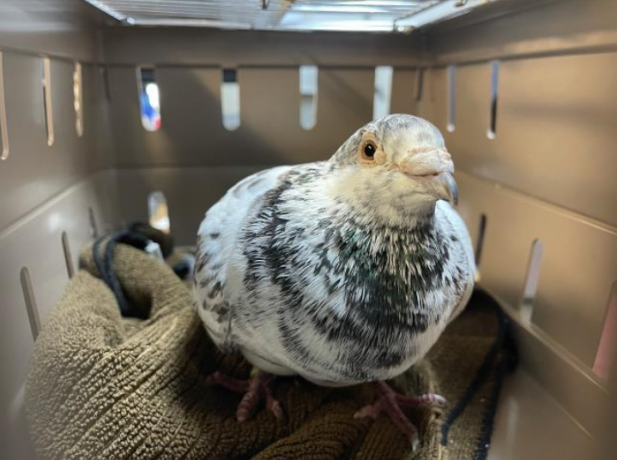 adopt-arnold-palmer-a-pigeon-big-0
