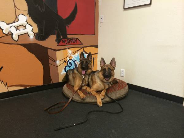 phoenix-k-9-2-week-board-and-train-big-0