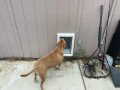 pet-door-dog-door-petdoor-wall-installation-small-2
