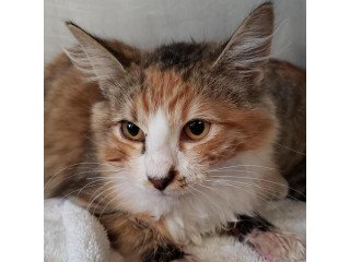 Adopt Aloha a Calico or Dilute Calico Domestic Mediumhair / Mixed cat in