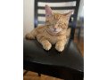 adopt-frankie-a-orange-or-red-tabby-american-shorthair-mixed-short-coat-cat-small-0