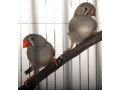 adopt-xena-and-gabrielle-a-orange-finch-bird-in-chicago-il-32042099-small-0