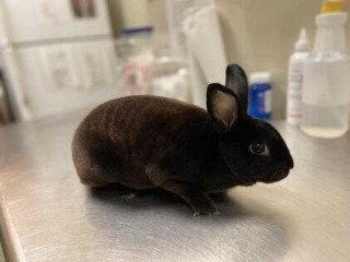 Adopt Bronx a Black Mini Rex / Mini Rex / Mixed rabbit in Houston, TX