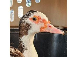 Adopt PUDDLES a Duck